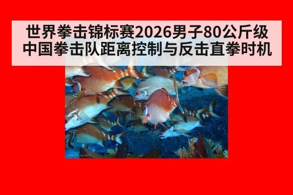 世界拳击锦标赛2026男子80公斤级 中国拳击队距离控制与反击直拳时机
